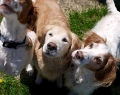Two and a half Dogs